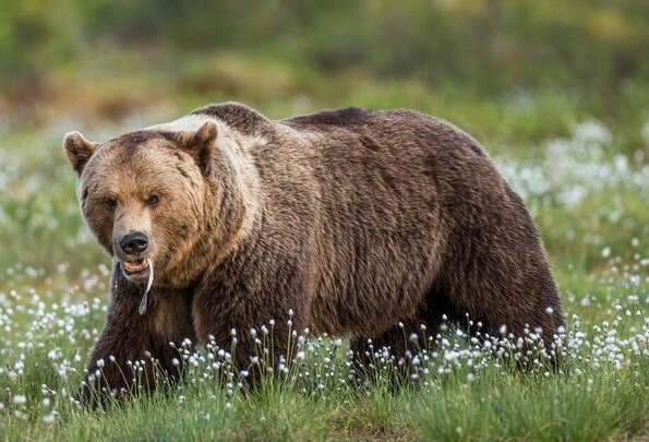 Família é internada com parasita raro após comer carne de urs…Ver Mais